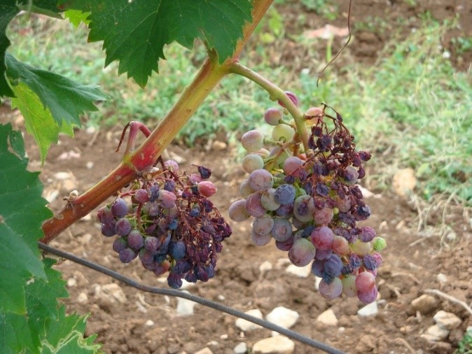 Venenje in sušenje grozdov